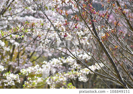 岡山櫻花春天武部之森公園 岡山櫻花春天武部之森公園 108849151