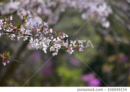 岡山櫻花春天武部之森公園 岡山櫻花春天武部之森公園 108849154