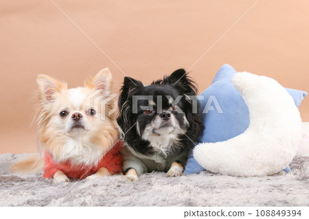 Two chihuahuas relaxing on a gray mat 108849394