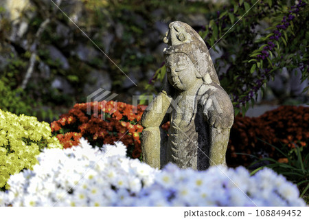 Chrysanthemum and stone Buddha 108849452