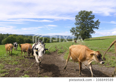 北海道美瑛農場的乳牛在吃草 108849589