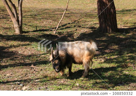 male goat male goat 108850332