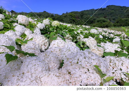 A view of the white hydrangea Annabelle in full bloom at the Nagatoro Hananosato Hanabishiso Garden, Nagatoro Town, Chichibu District, Saitama Prefecture A view of the white hydrangea Annabelle in full bloom at the Nagatoro Hananosato Hanabishiso Garden, Nagatoro Town, Chichibu District, Saitama Prefecture 108850363