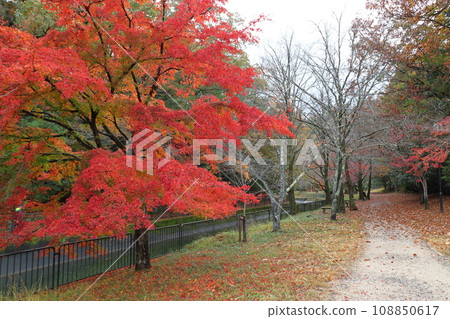 Autumn leaves of Lake Biwa canal (Yamanashi Ward, Kyoto City) 108850617
