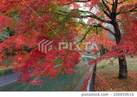Autumn leaves of Lake Biwa canal (Yamanashi Ward, Kyoto City) Autumn leaves of Lake Biwa canal (Yamanashi Ward, Kyoto City) 108850618