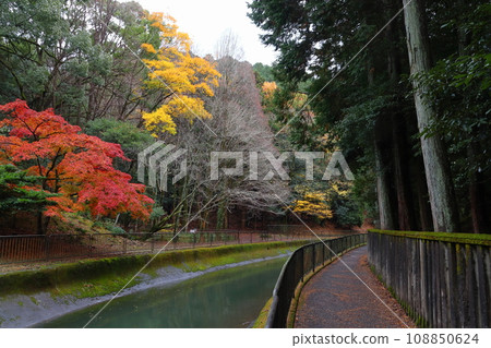 琵琶湖運河的秋葉(京都市山梨區) 琵琶湖運河的秋葉(京都市山梨區) 108850624