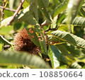 Chestnut, fruit 108850664