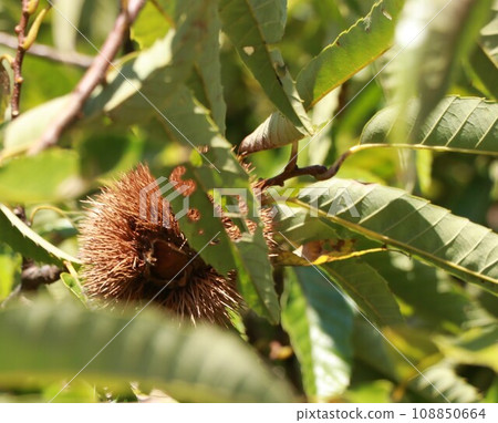 栗子、水果 108850664