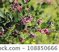 Japanese clover, flowers 108850666