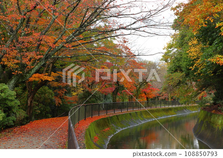 Autumn leaves of Lake Biwa canal (Yamanashi Ward, Kyoto City) 108850793