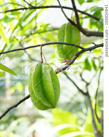 明星水果 108850841