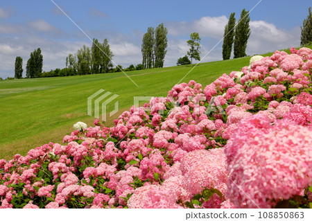 Miyamoto Toho-cho, Nagaoka City, Niigata Prefecture, National Echigo Hills Park, pink hydrangeas and pink Annabelle slope scenery 108850863