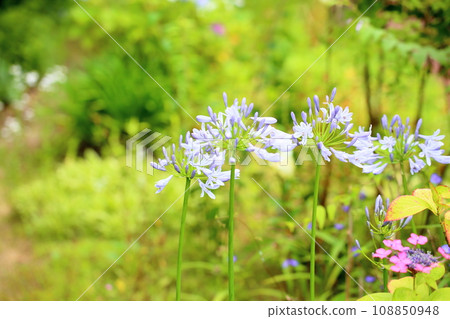 Agapanthus flower Agapanthus flower 108850948