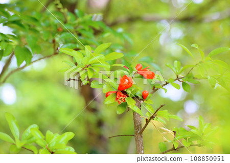 Pomegranate flower Pomegranate flower 108850951