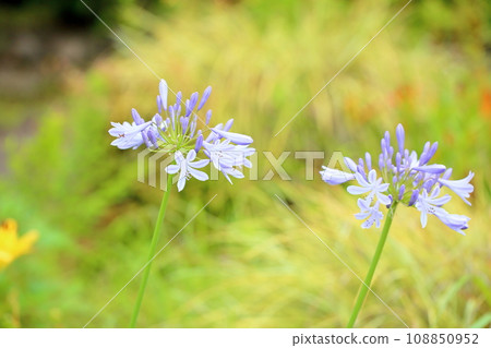 Agapanthus flower Agapanthus flower 108850952