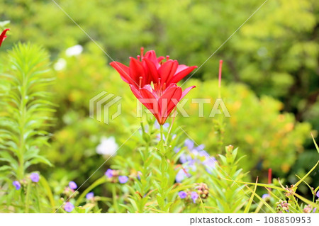 Bright red lily flower Bright red lily flower 108850953