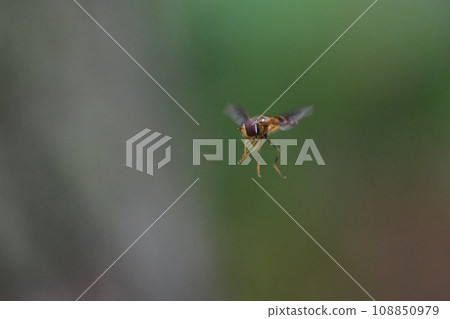 食蚜蠅雙腿伸直盤旋 食蚜蠅雙腿伸直盤旋 108850979