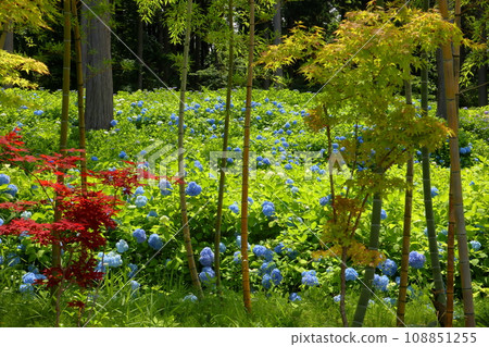 Miyamoto Tohocho, Nagaoka City, Niigata Prefecture, National Echigo Hills Park, Scenery of blue hydrangeas and red maples on the slope 108851255