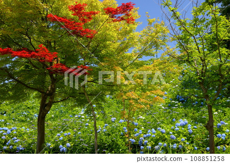 Miyamoto Tohocho, Nagaoka City, Niigata Prefecture, National Echigo Hills Park, Scenery of blue hydrangeas and red maples on the slope Miyamoto Tohocho, Nagaoka City, Niigata Prefecture, National Echigo Hills Park, Scenery of blue hydrangeas and red maples on the slope 108851258