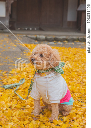 Dog and autumn leaves 108851406