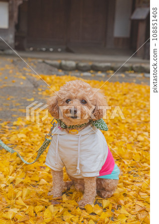 Dog and autumn leaves Dog and autumn leaves 108851408