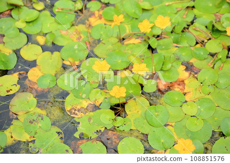 淺草花 淺草花 108851576