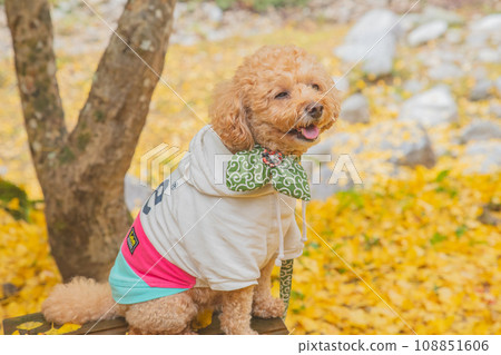 狗和秋天的落葉 108851606