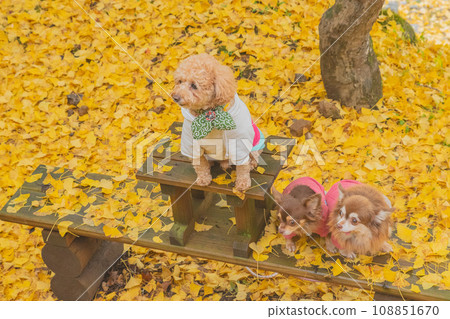 Dog and autumn leaves 108851670