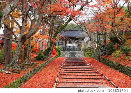 At Bishamondo Monzeki in autumn leaves (Yamashina Ward, Kyoto City) At Bishamondo Monzeki in autumn leaves (Yamashina Ward, Kyoto City) 108851794