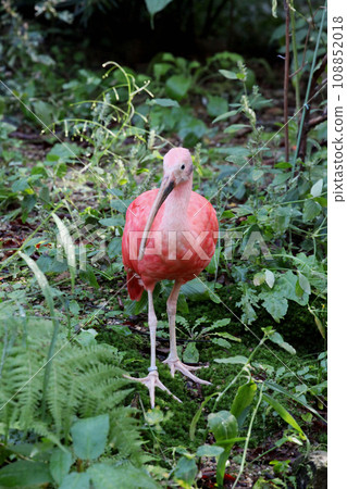 Scarlet ibis 108852018