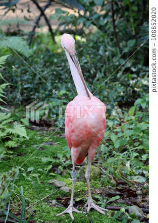 猩紅宜必思 108852020