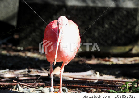 Scarlet ibis Scarlet ibis 108852023