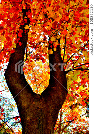 落葉樹:初秋美麗的紅葉百合樹 落葉樹:初秋美麗的紅葉百合樹 108852150