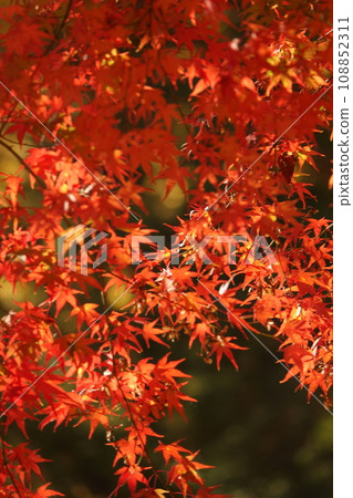 Autumn leaves Autumn leaves 108852311