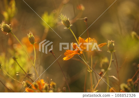 橙色波斯菊 108852326