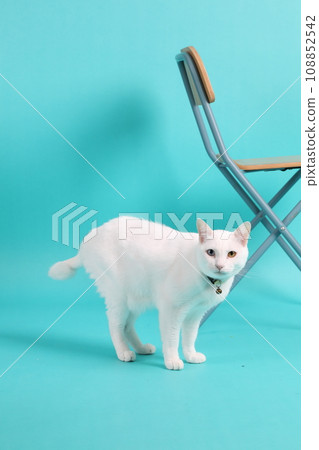 Khao Manee Cat Khao Manee Cat 108852542