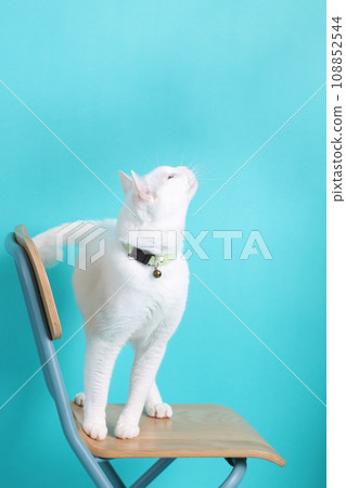 Khao Manee Cat 108852544