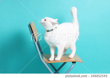 Khao Manee Cat 108852545