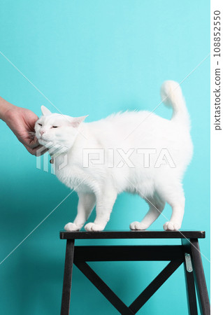 Khao Manee Cat Khao Manee Cat 108852550