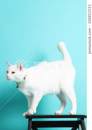 Khao Manee Cat Khao Manee Cat 108852551