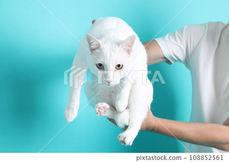 Khao Manee Cat 108852561