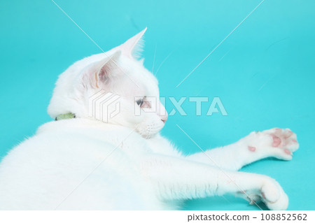 Khao Manee Cat 108852562