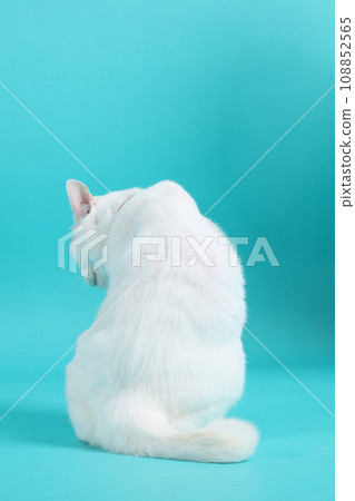 Khao Manee Cat 108852565