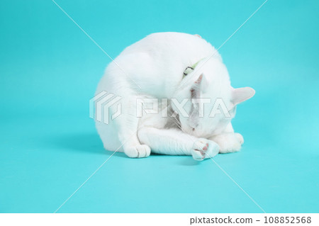 Khao Manee Cat 108852568