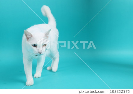 Khao Manee Cat 108852575