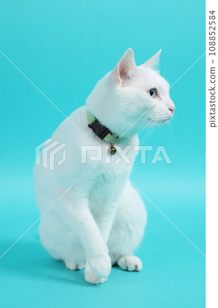 Khao Manee Cat 108852584