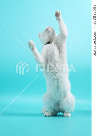 Khao Manee Cat 108852592