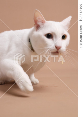 Khao Manee Cat Khao Manee Cat 108852599