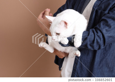 Khao Manee Cat 108852601