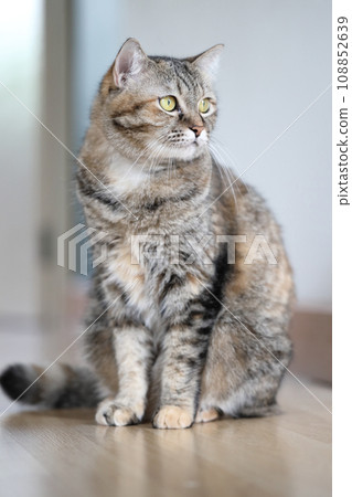 Adult Tabby Cat Adult Tabby Cat 108852639